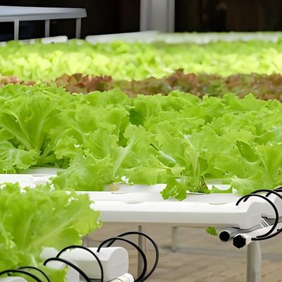 Stahlkonstruktion Vertikaler Landwirtschaftsbehälter Gewächshaus mit mehrspannendem Hydroponisches System