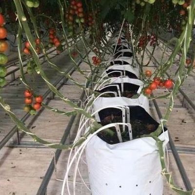 Hochspannendes vertikal gebautes Behälter Gewächshaus mit Substratkultursystem