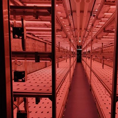 Multi-Span Landwirtschaftliche Gewächshäuser 40ft Container Hydroponic vertikaler Anbausystem