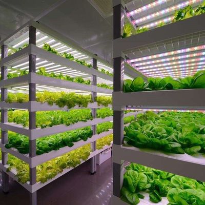Multi-Span Landwirtschaftliche Gewächshäuser 40ft Container Hydroponic vertikaler Anbausystem
