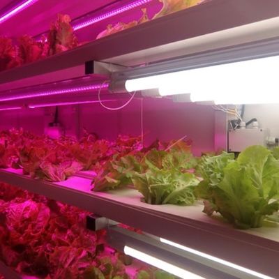 Hydroponisches System Behälterlandwirtschaft geeignet für den Anbau von Gemüse Obst und Blumen