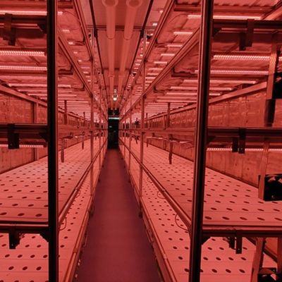 Hydroponisches System Behälterlandwirtschaft geeignet für den Anbau von Gemüse Obst und Blumen