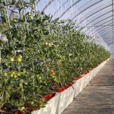 Kunststoffgewächshaus Abteilung Mehrspannung Po/PE Gewerbegewächshaus mit Hydroponik