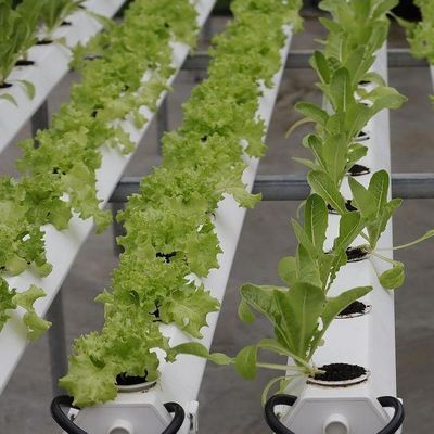 Mehrspannendes Gewächshaus mit Hydroponik und Stahlstruktur Die perfekte Kombination