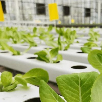 Mehrspannendes Gewächshaus mit Hydroponik und Stahlstruktur Die perfekte Kombination