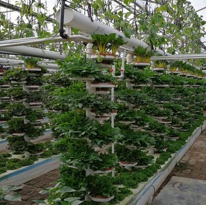 Mehrspannendes Gewächshaus mit Hydroponik und Stahlstruktur Die perfekte Kombination