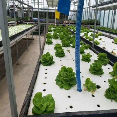 Mehrspannendes Gewächshaus mit Hydroponik und Stahlstruktur Die perfekte Kombination