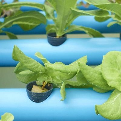 Mehrspannendes Gewächshaus mit Hydroponik und Stahlstruktur Die perfekte Kombination