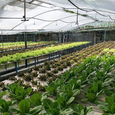 2000.000kg Paket Bruttogewicht Gewerbliches Gewächshaus für die Hydroponik klimatisiert