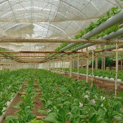 2000.000kg Paket Bruttogewicht Gewerbliches Gewächshaus für die Hydroponik klimatisiert
