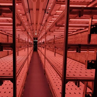 Speichern Sie Platz mit unserem Gewächshaus Fischbehälter fortschrittliche vertikale Hydroponik System
