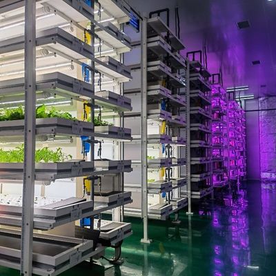 Mqo 1 Set Gewächshaus Fisch Vertikales Verschiffen Landwirtschaft Container Hydroponik Anbausystem