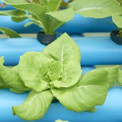 US-Währungs-Gewächshaus mit kontrollierter Feuchtigkeitsfläche für die Bodenlose Gemüseproduktion