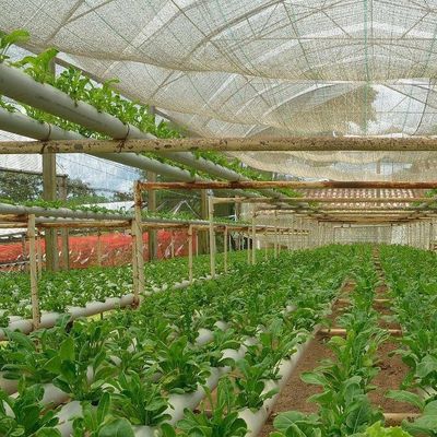 US-Währungs-Gewächshaus mit kontrollierter Feuchtigkeitsfläche für die Bodenlose Gemüseproduktion