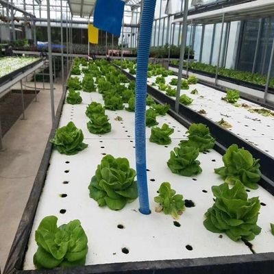 US-Währungs-Gewächshaus mit kontrollierter Feuchtigkeitsfläche für die Bodenlose Gemüseproduktion