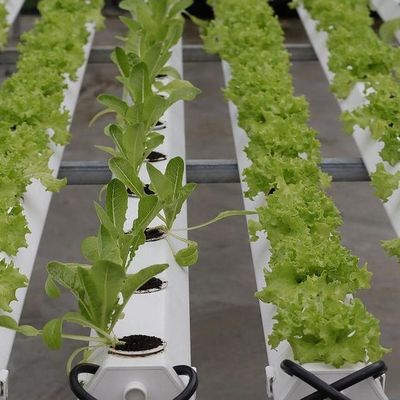 Po/PE-Film-Hydroponisches Gewächshaus für Gemüse Doppelschicht