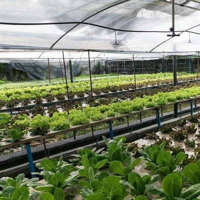 Kunststofffolie-Bedeckungsmaterial Hochentwickeltes Hydroponisches Gewächshaus