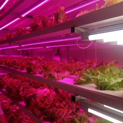 Der Container-Anbau von Erdbeeren wird durch mehrspannende landwirtschaftliche Gewächshäuser vereinfacht