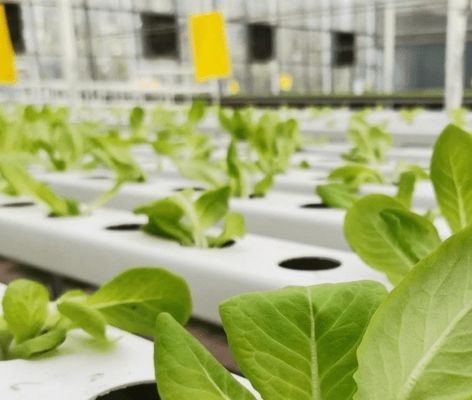 Doppelschichtgeschäftliches Gewächshaussystem mit Film für die Luftfeuchtigkeit in Gewächshäusern
