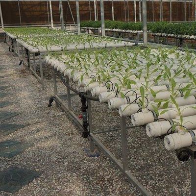Bodenlose Technologie und temporäre Heizung Gemüseanbau Gewächshaus 2000.000kg