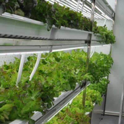 Gewächshaus-Hydroponik-Futterbehälter-Systeme für optimale Leistung