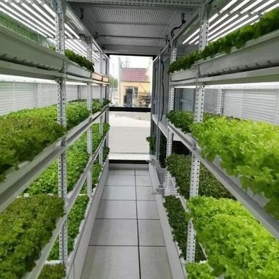 Gewächshaus-Hydroponik-Futterbehälter-Systeme für optimale Leistung