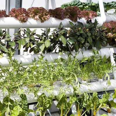 Wirtschaftliche Abteilung Kunststoffgewächshaus mit Hydroponik und temporärer Heizung
