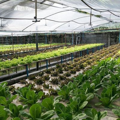 Mehrspannendes Gewächshaus für die temperaturgesteuerte Hydroponik