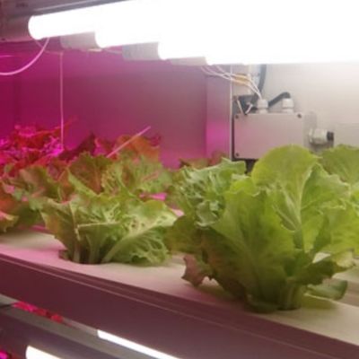 Hydroponisches Futter und Gemüse Obst und Blumen Lösung für Gewächshäuser in JX Behälter