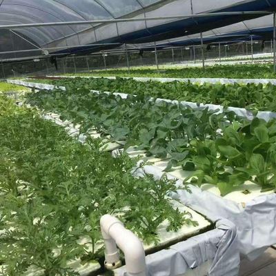 Gewerbliches Gewächshaus mit Hydroponik