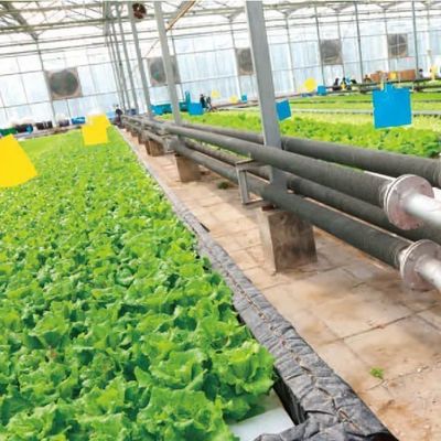 Gewerbliches Gewächshaus mit Hydroponik