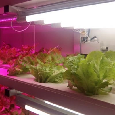 Juxiang OEM Hydroponische Kultursystem für lebendes Gemüse mit 40 Fuß-Container Gewächshaus