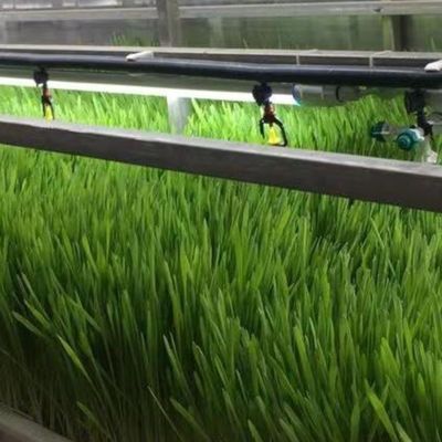 Tingzhou Juxiang vollautomatisches hydroponisches Anbausystem für Gemüse, Obst und Blumen