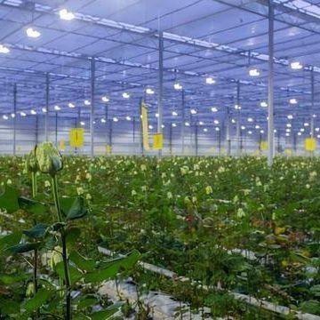 Beleuchtungssystem für Container-Gewächshäuser Paket Bruttogewicht 2000.000kg Währung US