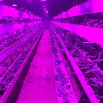 Beleuchtungssystem für Container-Gewächshäuser Paket Bruttogewicht 2000.000kg Währung US