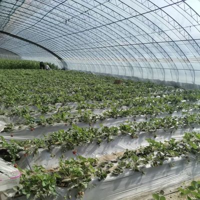 Mehrspannendes Gewächshaus für eine optimale Trinkwasserbewässerung und Sonnenlicht