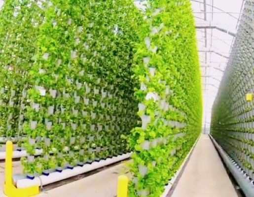 Stahlkonstruktion Hydroponischer Behälter Gewächshaus Juxiang 40hq für Baustoffe