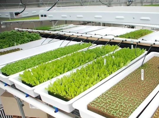 Stahlkonstruktion Hydroponischer Behälter Gewächshaus Juxiang 40hq für Baustoffe
