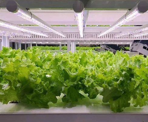 Gewächshaus mit hydroponischem System im Rahmen Ihres Budgets