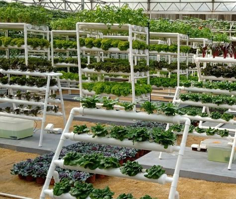 Gewächshaus mit hydroponischem System im Rahmen Ihres Budgets