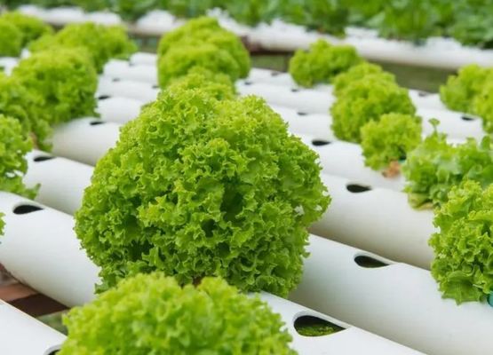Gewächshaus mit hydroponischem System im Rahmen Ihres Budgets