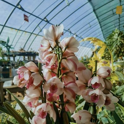 Erleben Sie die Vorteile der Blüte Sonnenlicht Gewächshaus US-Währung