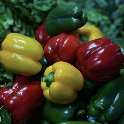Handelsübliche Aquaponik Gewächshäuser für Sonnenlicht Spraybewässerung Gemüseproduktion