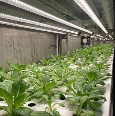 Hydroponik Anbaumethode 40hq Reefer Behälter für Blattgemüse Gewächshaus