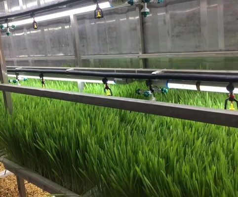 Hydroponischer Versandbehälter Gewächshaus für Blattgemüse erschwingliche Versandkosten