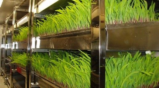 40hq Reefer Container Gewächshaus für Blattgemüse Optimale Wachstumsumgebung