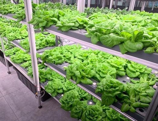 40hq Reefer Container Gewächshaus für Blattgemüse Optimale Wachstumsumgebung