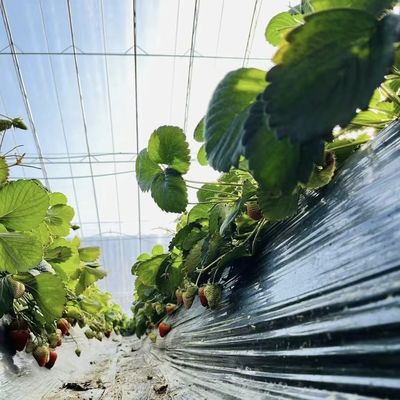 Optimierung des Wachstums durch Sonnenlicht und Sprühen Bewässerung Blumenpflanzung Gewächshaus