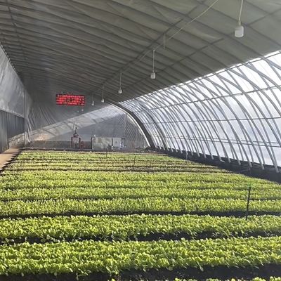 Optimierung des Wachstums durch Sonnenlicht und Sprühen Bewässerung Blumenpflanzung Gewächshaus