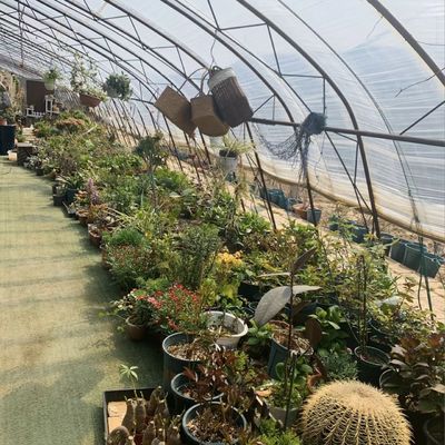 Optimierung des Wachstums durch Sonnenlicht und Sprühen Bewässerung Blumenpflanzung Gewächshaus
